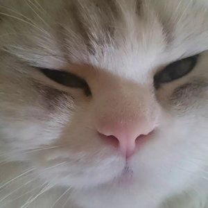 Meet your Posher, Mamoun